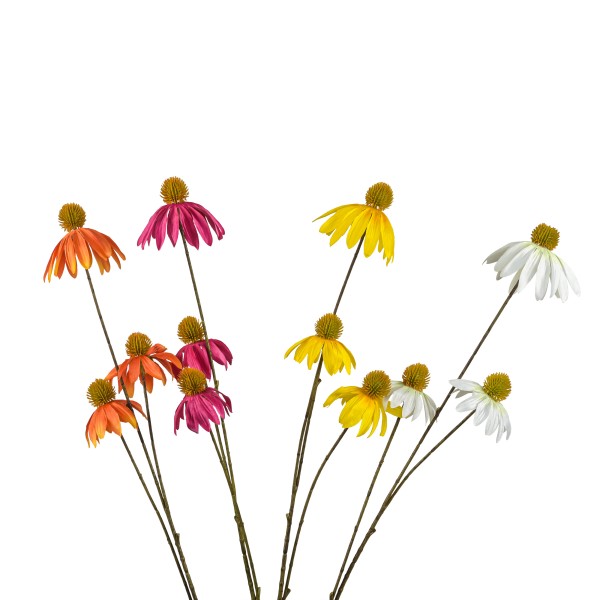 Echinacea, 82 cm