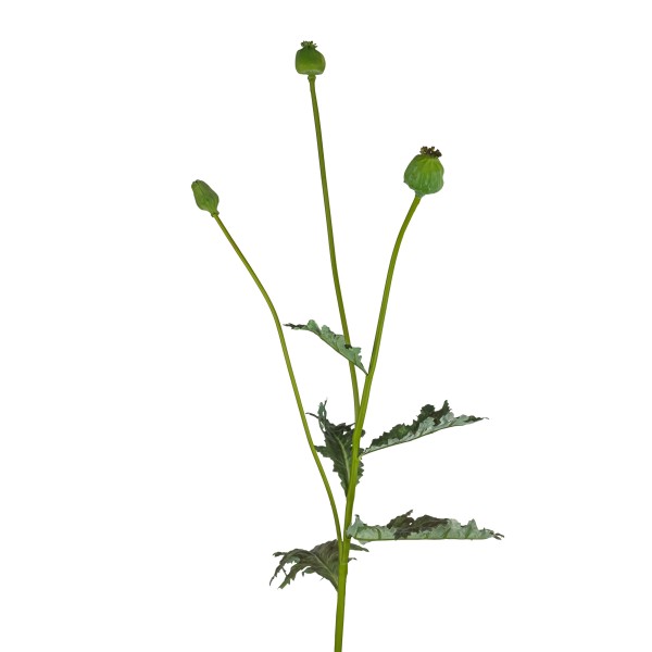 Mohnkapsel-Zweig, 92 cm, grün