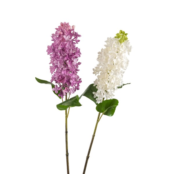 Flieder, 67cm