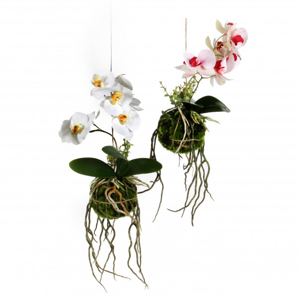 Phalaenopsis hängend in Moos- Kugel, 27 cm