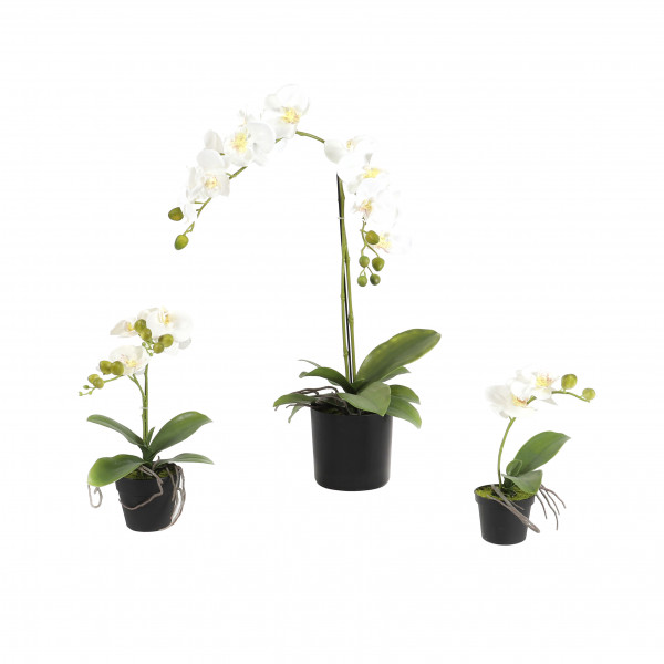 Phalaenopsis getopft