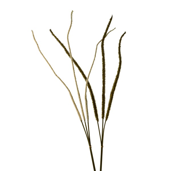 Setaria-Gras, 107 cm