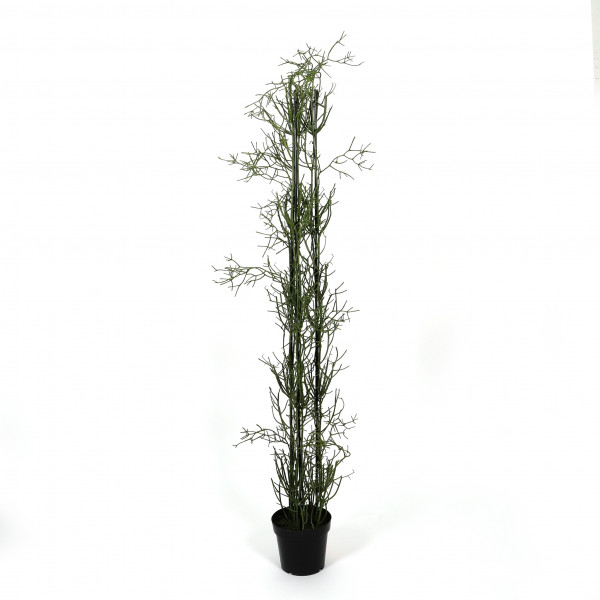 Rhipsalis getopft, 185 cm