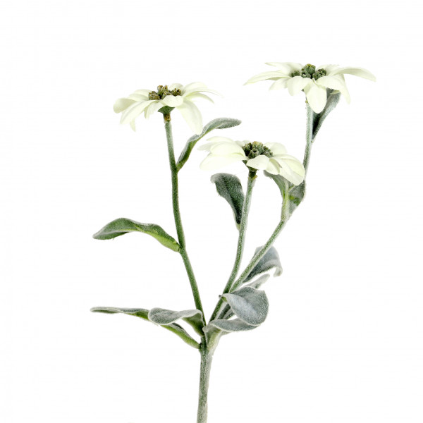 Edelweiss, 24 cm