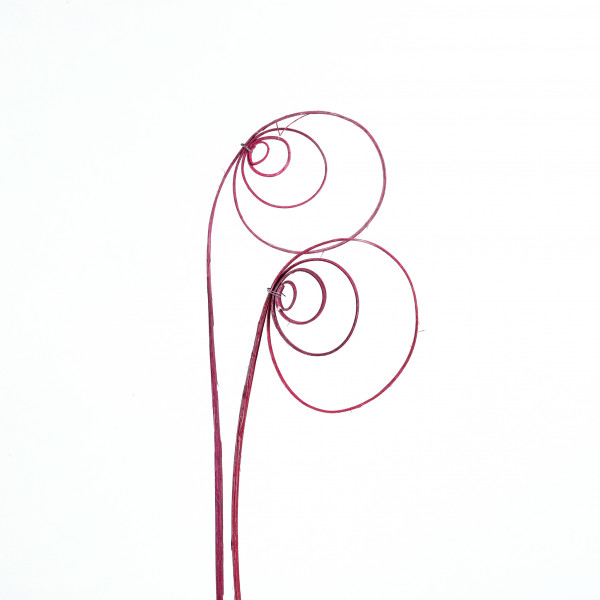 Rohrkreisel Cane coil ( Fensterkarton x 40 St.) erika white washed