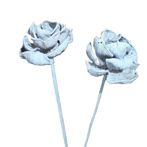 Landlotusflower 8-10 cm am Stiel white washed (Fensterkarton x 25 Stück)