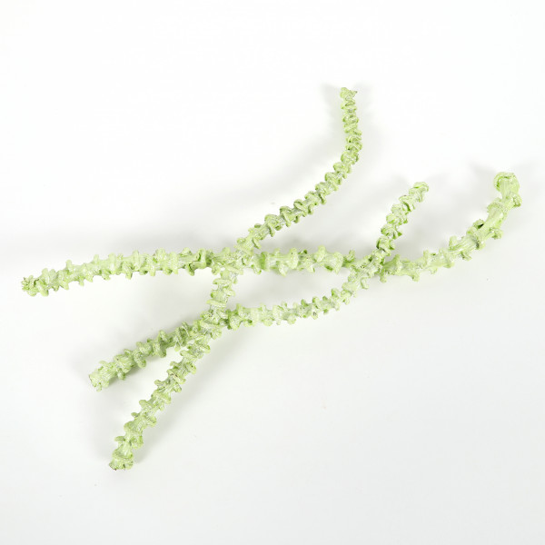 Bananastem (Polybeutel x15 St.) metallic grün