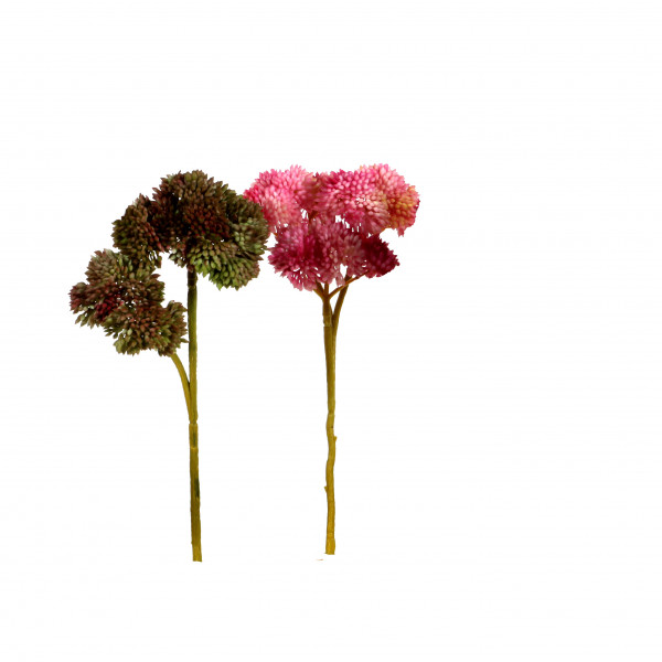 Sedum Pick x 3, 20 cm