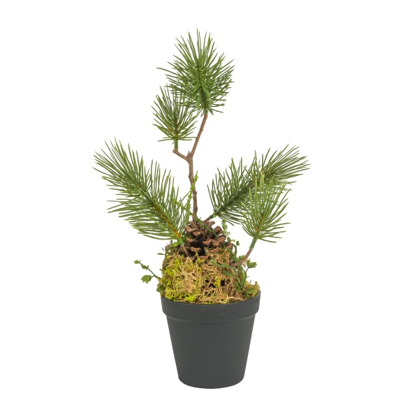 Kiefernzapfen getopft, 40cm mit Trieben
