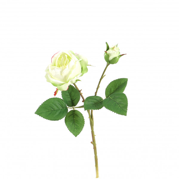 Rose Devon , 1 Knospe, 1 Blüte 35 cm