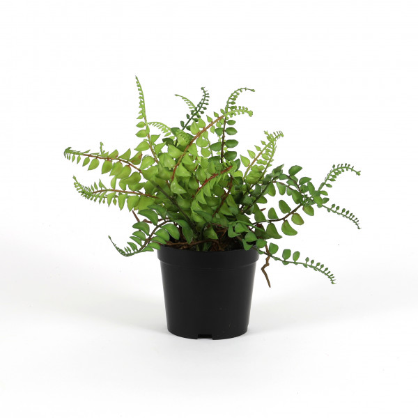 Farn 33cm, getopft, grün