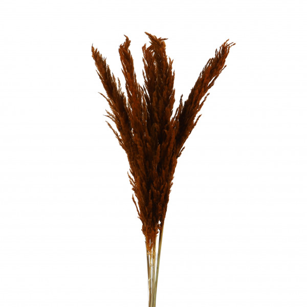 PAMPAS GRASS 5 Stk / Bund 115 cm brown