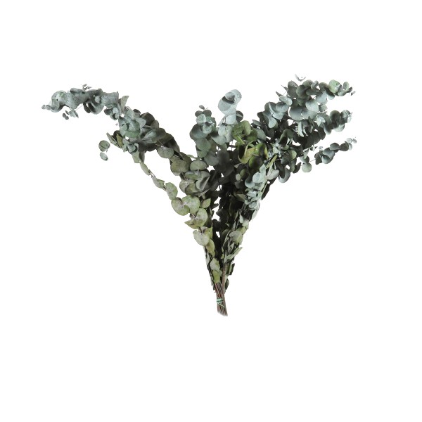 Eukalyptus Baby blue Btl. x 150 gr. rot