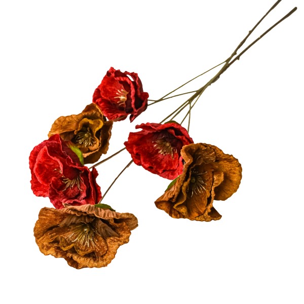 Mohn Hardy , 70 cm