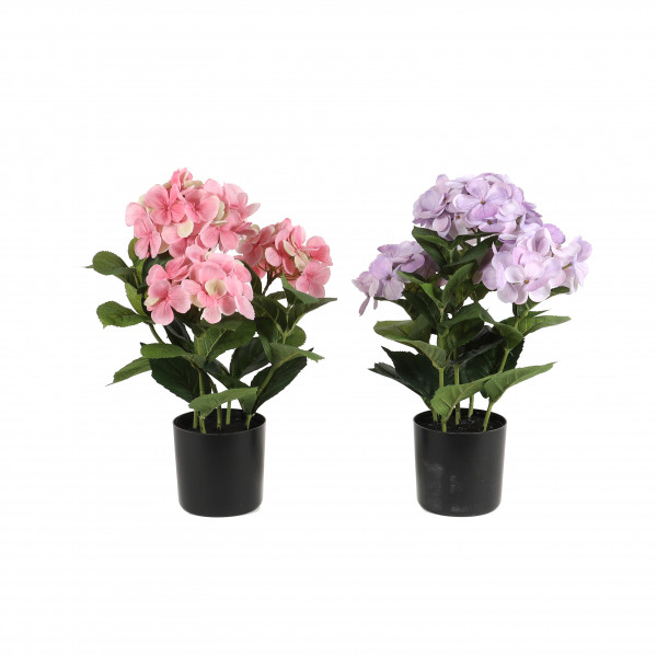 Hortensie Claire , getopft, 45 cm