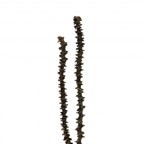 Bananastem natur lackiert( Fen sterkarton x 50 St.)
