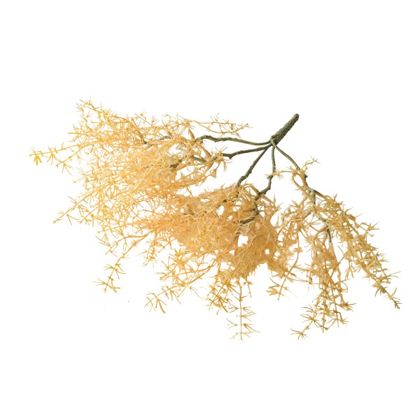Sprengeri-Busch Goch , creme, 42cm