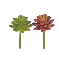 Sedum-Pick, 14 cm Sedum-Pick, 14 cm