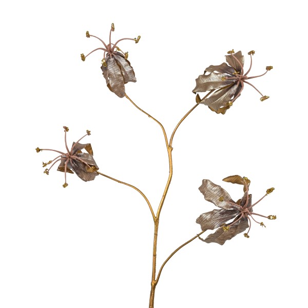 Gloriosa Ardesio , 85cm, braun