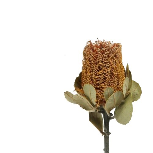 Banksia Coccinea natur ( Fensterkarton 30 Stück)