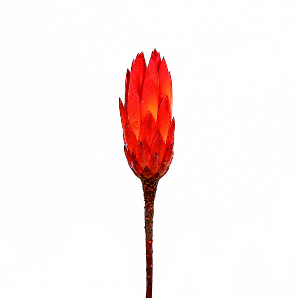 Protea Repens rot