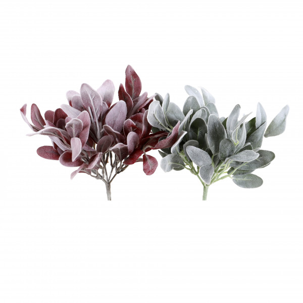 Stachys, 27cm
