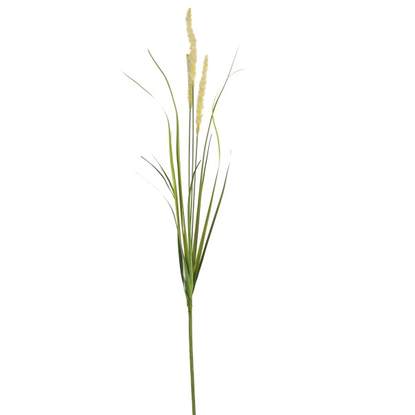 Wiesenkammgras, creme-grün 88cm