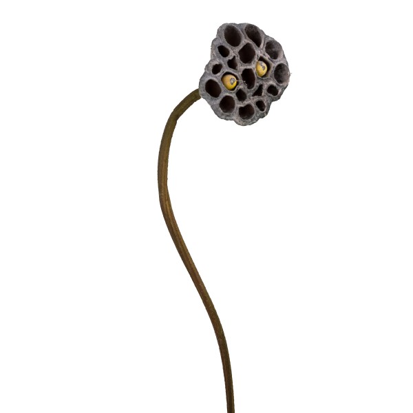 Lotuskolben, 63cm, natur-braun