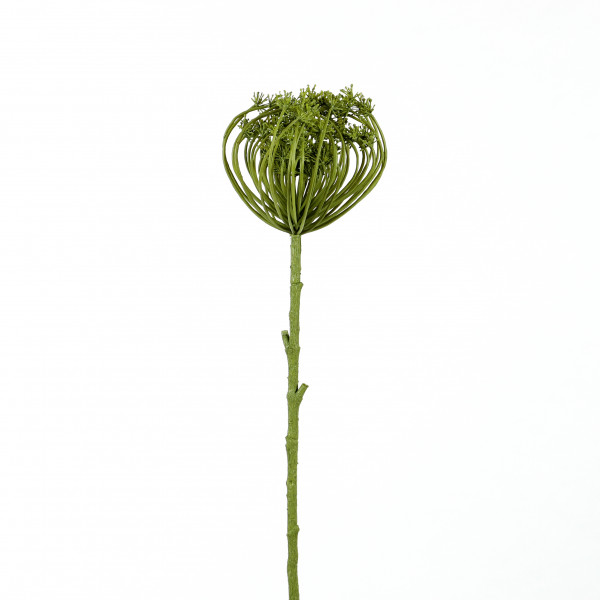 Wilde Möhre, 83 cm, grün