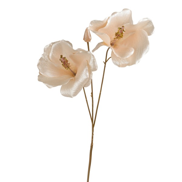 Hibiscus Ardesio , 78cm, creme