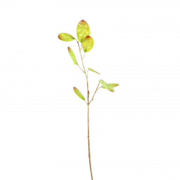Lunaria, 57 cm, grün