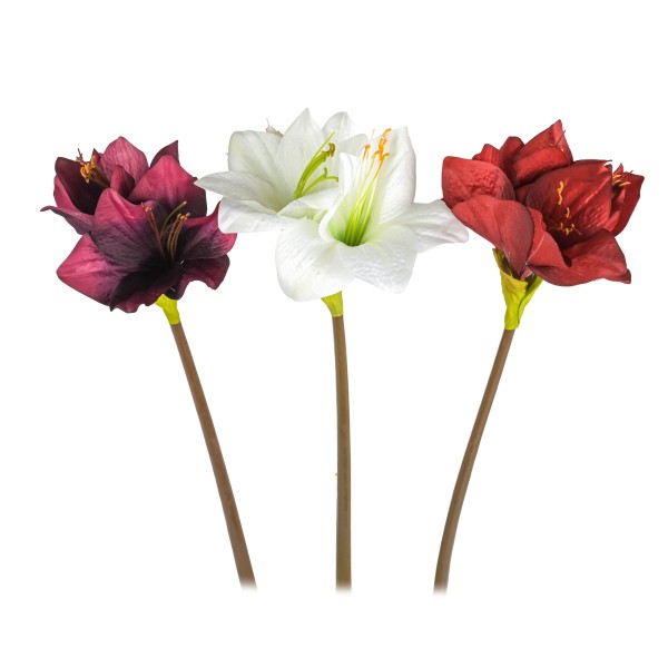Amaryllis Moonshine , 52 cm