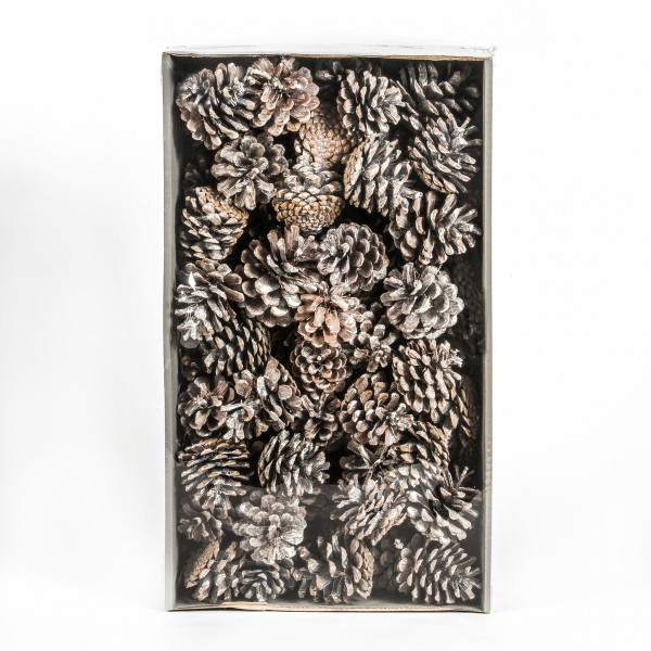 Pinus Nigra Tray x 1 KG white washed