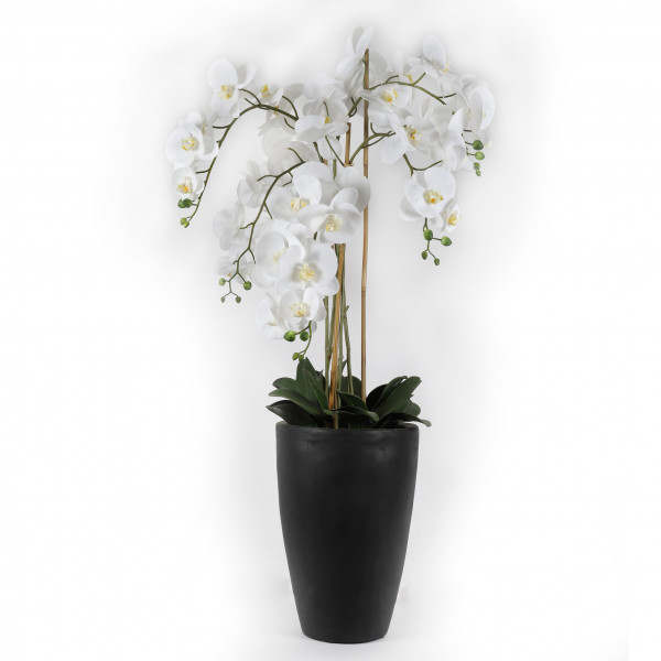Phalaenopsis-Pflanze x 5