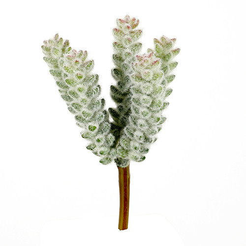 Crassula, 20 cm, grün-beflockt