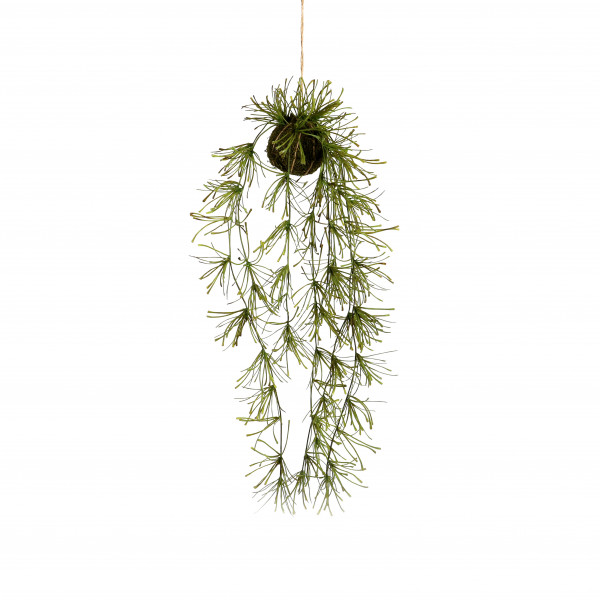 Rhipsalis-Hänger im Moosball, 75 cm, grü