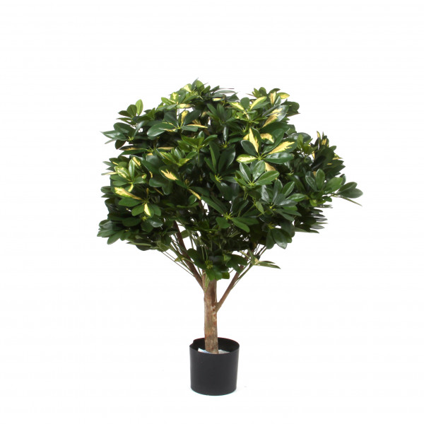 Schefflera Schirmdach , 80cm, grün-gelb