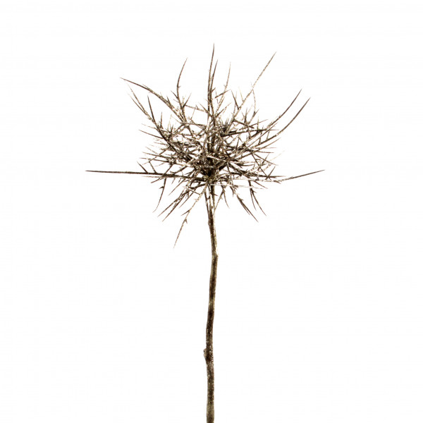 Geweih-Ast, 89cm, champagner- glitter