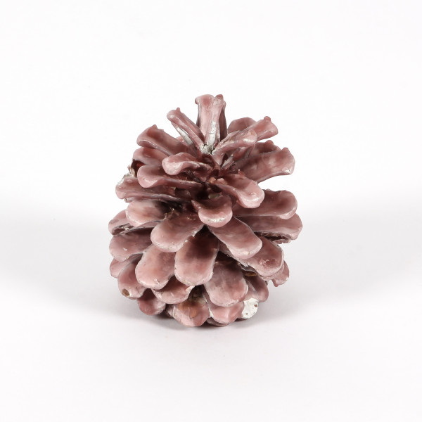 Pinus Nigra gewachst rose Blt. 12 Stück