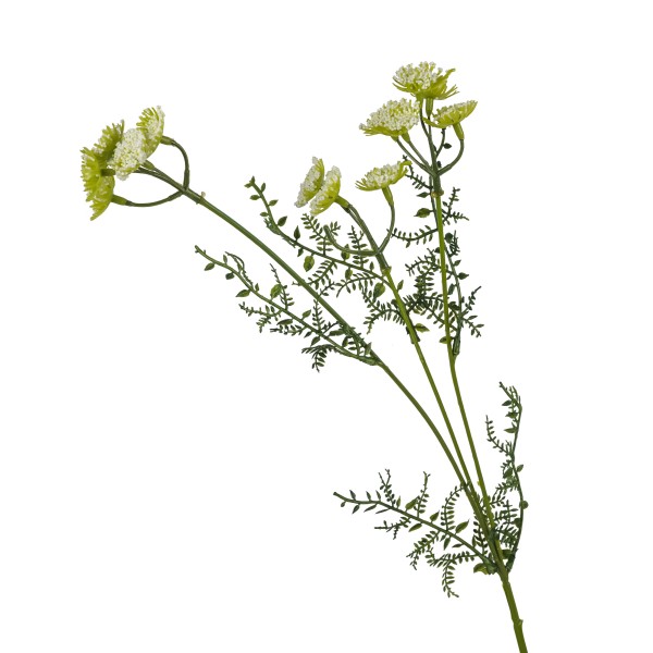 Achillea Monti , 52 cm, weiß
