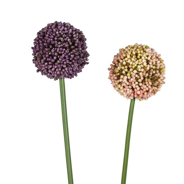Allium Mura , 66cm