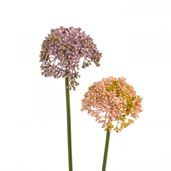 Allium, 53cm, pink/mauve sort.
