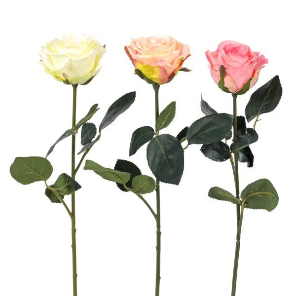 Rose gefüllt, 37 cm, Madame