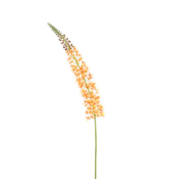 Eremurus, 119 cm, orange-lachs