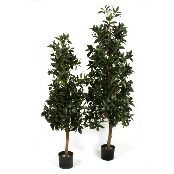 Lorbeerbaum, 1