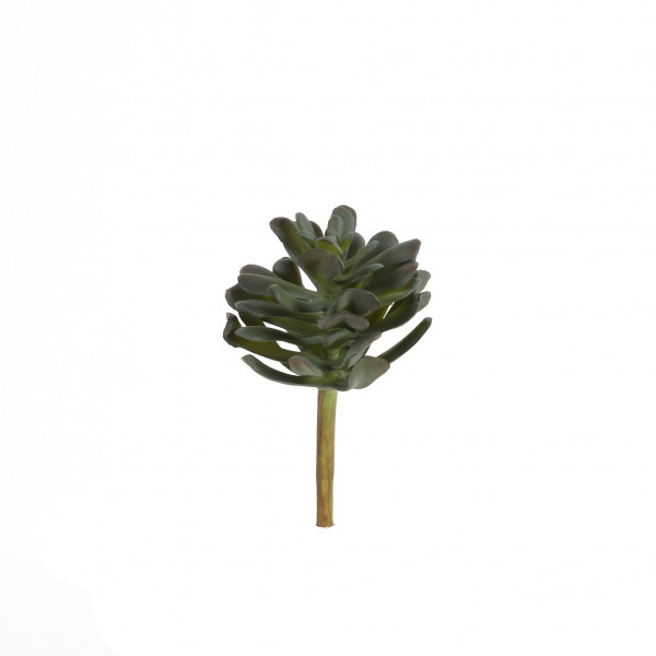Crassula, 13 cm, grau-grün