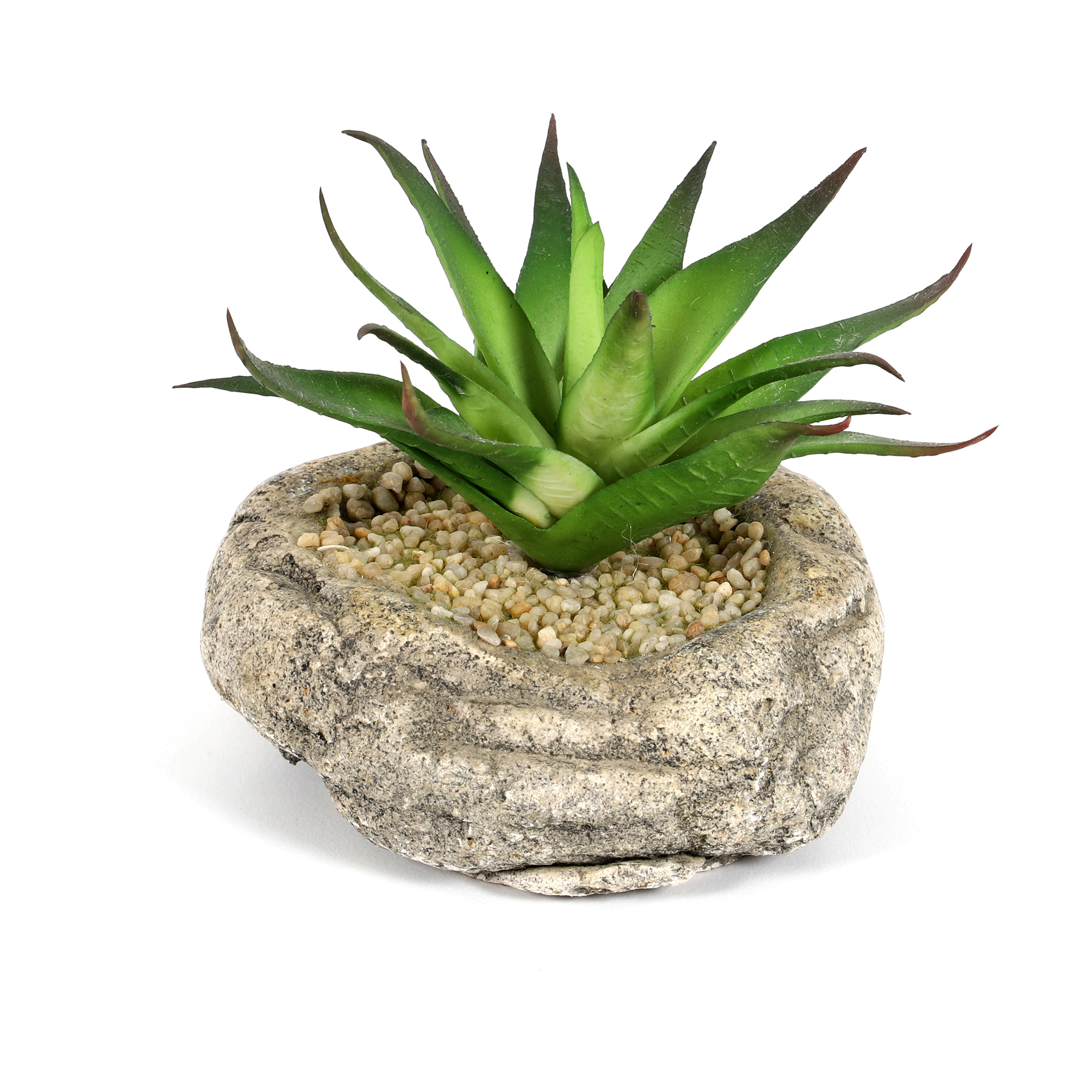 Sukkulente auf Stein, getopft, 10cm grün Seidenpflanzen