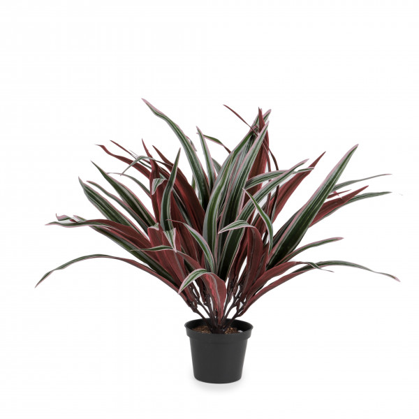 Chlorophytum getopft, 14 cm, 54 Blatt grün-creme-rot