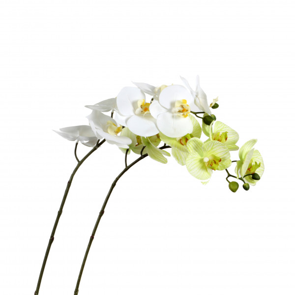 Phalaenopsis-Zweig x 7 Blüten 79 cm