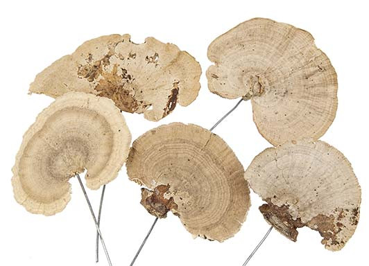 Baumschwamm 20 cm am Draht Box 50 Stück